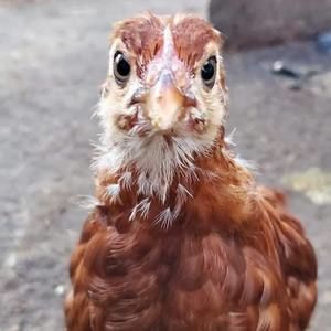 Meet your Posher, Cheyenne
